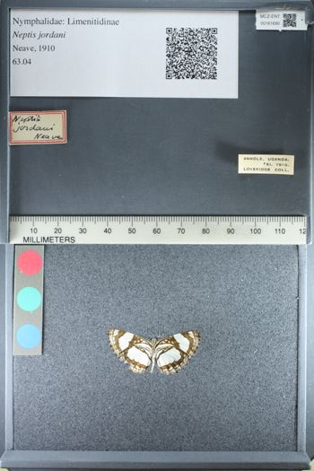 Media type: image;   Entomology 161690